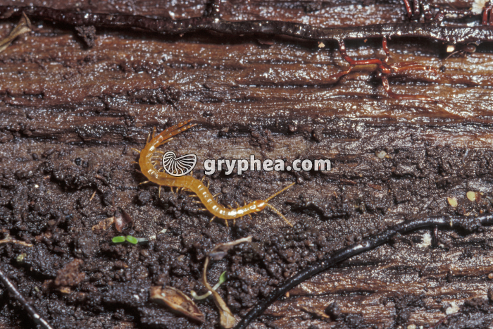 Geophile - gryphea.com